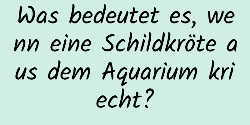 Was bedeutet es, wenn eine Schildkröte aus dem Aquarium kriecht?