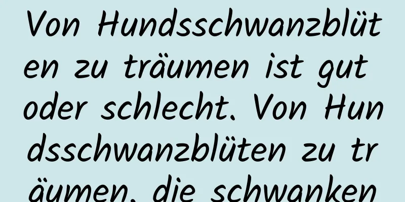 Von Hundsschwanzblüten zu träumen ist gut oder schlecht. Von Hundsschwanzblüten zu träumen, die schwanken